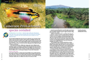 Wasting no pages, we jump into our feature content with Michel Keijman and Uwe Werner's overview of the 2014 revision to the genus Pelvicachromis, paying special attention to Pelvicachromis drachenfelsi and P. pulcher (the fish we all know to this day as the Krib or Kribensis).