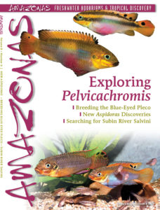 AMAZONAS Magazine, Volume 8, Number 6, Exploring Pelvicachromis, on sale October 8th, 2019! On the cover: Top: Pelvicachromis kribensis 'Njanje', female. Middle: P. drachenfelsi, female. Bottom: M/F pair of P. kribensis 'Dandewouri' with young. Photo credits: M. Keijman and U. werner.