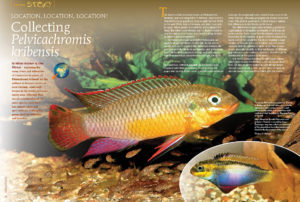 Exploring the many rivers and tributaries of Cameroon in search of Pelvicachromis kribensis lead Michael Keijman & Uwe Werner to treasure troves of local variants, some well-known in the hobby and some rarely seen.