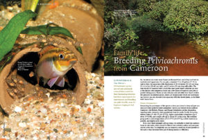 Breeding Pelvicachromis from Cameroon: their requirements for maintenance and breeding are quite feasible, even for beginners hoping to find success.
