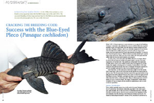 Beyond a shadow of a doubt, the code has been cracked. Learn how, in "Cracking the Breeding Code: Success with the Blue-Eyed Pleco (Panaque cochliodon)", from authors Hans-Georg Evers & Jeffrey Christian.