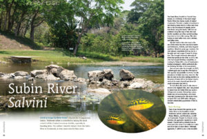 Known for its pugnacious nature, Trichromis salvini (the Salvini Cichlid) is nevertheless among the most colorful of the Central American cichlids. Author Rusty Wessel's favoriate variant, from teh Subin River in Guatemala, is even more colorful than most...