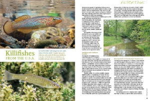 A number of Noerth American killifishes are beautiful and easy to breed as aquarium fish. Friedrich Bitter introduces you to many ideal species, with images by Isacc Szabo and others.
