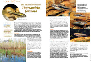 The Least Killifish, Heterandria formosa, has captivated European aquarists for over 100 years now. Learn more about this tiny livebearer in the latest Century Species installment by Ute Dederer and images from Friedrich Bitter.