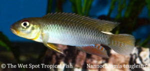A male Nanochromis teugelsi.