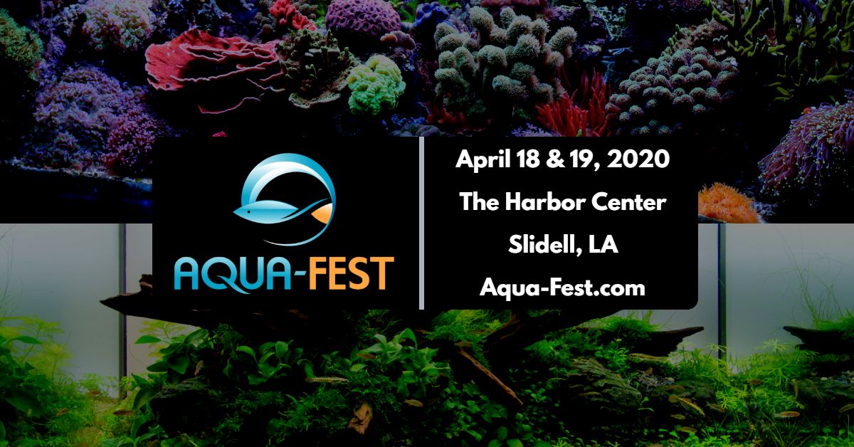 Aqua-Fest 2020