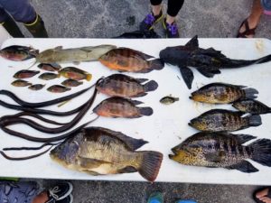 One team’s varied catch of non-native fish found in South Florida waterways during a 2018 Fish Slam event.