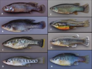 Photos of eight representative goodeid fishes. All photos taken by John Lyons of freshly preserved, wild-caught, adult, male specimens. A) Allotoca goslinei, B) Alloophorus robustus, C) Ameca splendens, D) Chapalichthys encaustus, E) Goodea atripinnis, F) Skiffia lermae, G) Xenotaenia resolanae H) Xenotoca doadrioi. See the paper for full location data of these specimens. CC BY 4.0