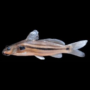 This 82.2 mm holotype of Mystus prabini is from the Sinkin River at Lower Dibang valley district, Arunachal Pradesh, India. Image reproduced from Darshan et al. 2019.
