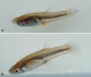 Male (top) and female P. jackschultzi paratype specimen published in Conway, Mateo, and Vrijenhoek 2019.