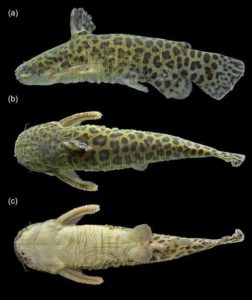Figure 1 from Rocha et al. 2019 depicts the 86.2 mm SL holotype of a male Spinipterus moijiri from Río Tapauá, Río Purus basin, Brazil.