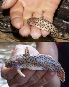 Figure 6 from Rocha et al. 2019 shows the color pattern of live individuals. Note how the jaguar-like rosettes develop with growth.
