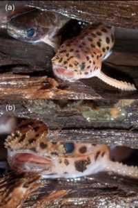 Figure 7 from Rocha et al. 2019. Top photo depicts Spinipterus moijiri (right) and Tatia sp. inside a tree trunk. Bottom photo highlights the spines along the anterior neurocranium bones of a small S. moijiri.