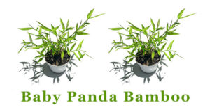 Pogonatherum Baby Panda Bamboo