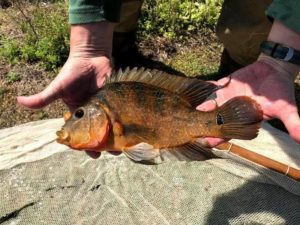 A Mayan cichlid collected in a 2019 Fish Slam event in Indian River and St. Lucie counties.