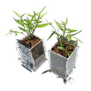 A pair of Pogonatherum Baby Panda Bamboo divisions planted into riparium planters.