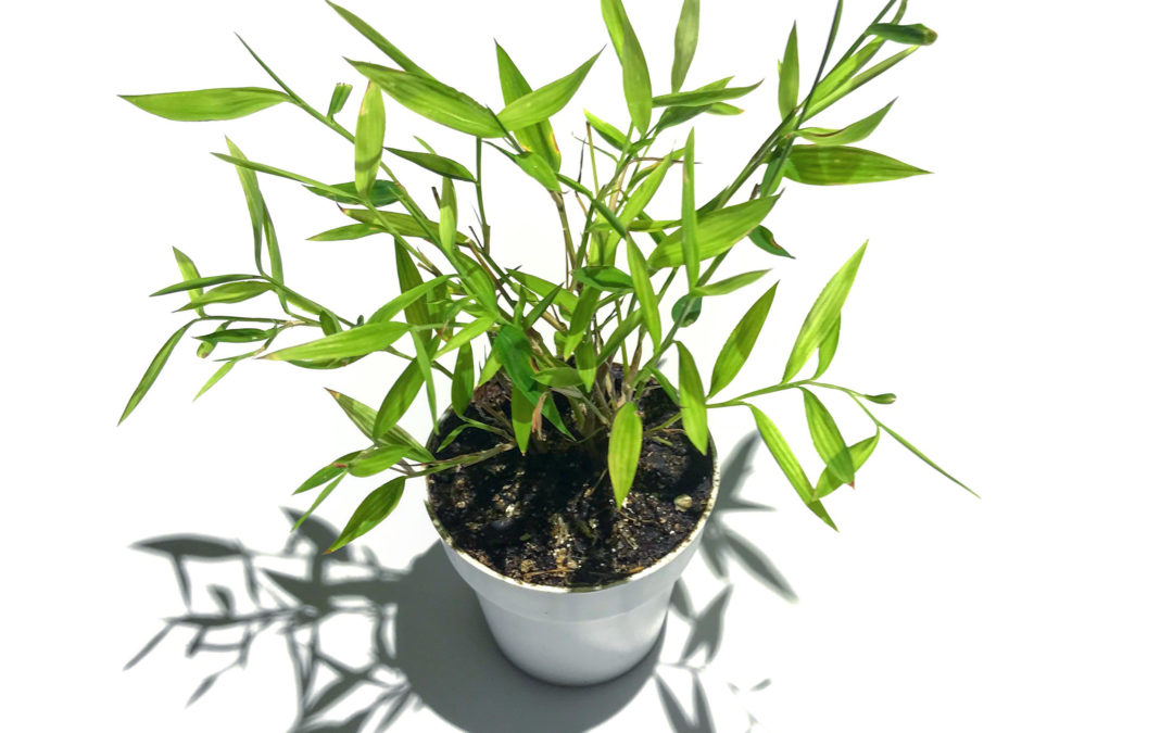 Baby Panda Bamboo is Perfect Nano Riparium Foliage