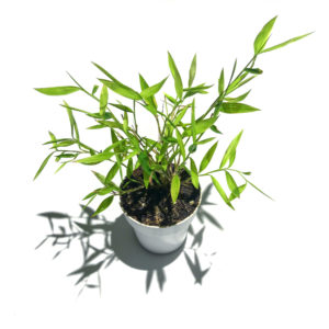 Pogonatherum Baby Panda Bamboo growing in a 2" (5cm) nursery pot.