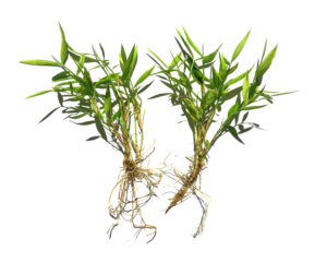 A pair of Pogonatherum Baby Panda Bamboo divisions
