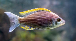 Copadichromis sp. 'Firecrest Mloto' is believed to be extinct in the wild, a species surviving only in the aquarium trade, yet as an undescribed species it has yet to be evaluated by the IUCN. Image credit: Charlotte Bleijenberg/Shutterstock