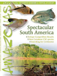 AMAZONAS Magazine, Volume 9, Number 1, Spectacular South America, on sale December 4th, 2019! On the cover: Left: Rosy Tetra (Hyphessobrycon paepkei) and center: Corydoras luxozonus by F. Bitter. Right: Cichlasoma orinocense, by Rainer Stawikowski. Bottom: River near Iquitos, Peru by Ernst Sosna.