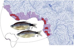 Figure 1 from Arroyave et al. 2019 portrays photographs of Bryconalestes longipinnis showing sexual dimorphism and a map of the species’ geographic distribution. Purple highlight = extent of occurrence; stars = sampling localities. Inset scale bar = 1 cm