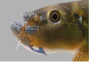 Close-up lateral view of Garra surinbinnani. Image published in Page et al. 2019.