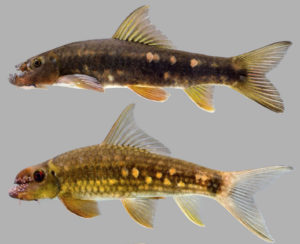 Garra surinbinnani (top) isn't the only Garra that exhibits a strange lobed snout. Garra fuliginosa (bottom) also from the Mae Khlong basin in western Thailand also has an intriguing profile. Image from Page et al. 2019.
