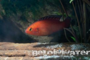 The female Hemichromis exsul tends a clutch; watch the videos to see their broodcare behavior.