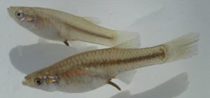 These two female P. jackschultzi were first published as an undescribed species in Mateos, Domínguez-Domínguez, and Varela-Romero 2019. Photograph by R.C. Vrijenhoek.