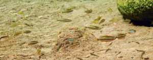 Tanichthys kuehnei group at type locality