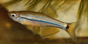 Male Tanichthys kuehnei from the Vietnamese stream Rach How Da. Photo by J. Kühne. Published in Bohlen et al. 2019.