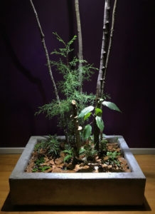 Woodland scene planting detail. Plant selections include Curessus lusitanica and Ficus ulmifolia as trees, with Chirita tamiana, Ficus punctata and Polystichum tsus-simense as groundcovers.