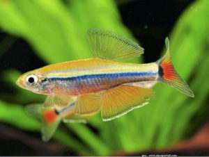 This stunning Tanichthys kuehnei has unfortunately been mislabeled as T. thacbaensis in the hobby. Photo by www.aquaportail.com.