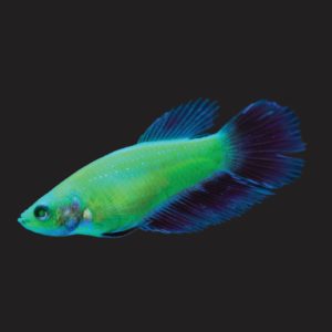 Female Electric Green® GloFish® betta. Image from 5-D Tropical.