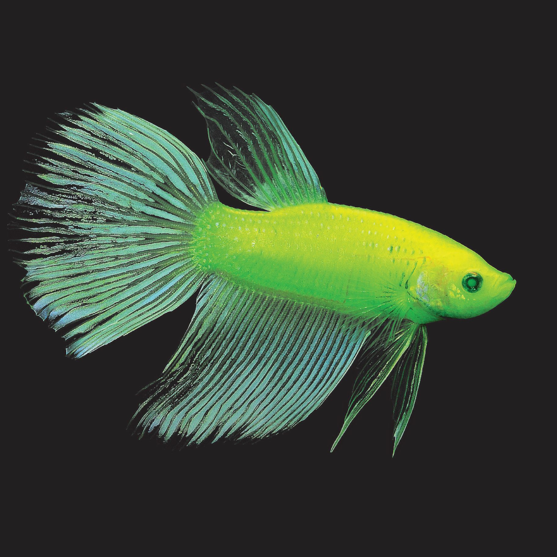 International Betta Congress Issues GloFish Betta Policy - AS Magazine