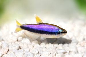 A mature wild-type example of the Blue Kerri Tetra. Image credit: Mirko Rosenau/Shutterstock