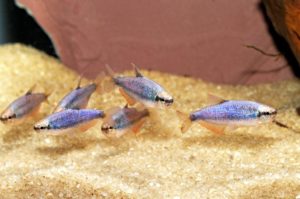 Aquacultured on Florida Fish Farms, the Blue Kerri Tetra is a worthwhile fish to consider. Image Credit: Mike Jacobs