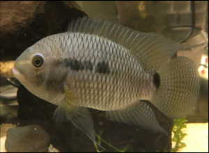 Cichlasoma bimaculatum. Photo by Robert Robins, published in Robins, Brown & Crutchfield 2020.