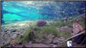 Cichlasoma dimerus in Volusia Blue Spring west of Orange City, FL. Photo by Kirsten Work, published as figure 6 in Robins, Brown, and Crutchfield 2020.