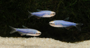 Young "Super Blue" Kerri from several years ago. Image courtesy Nautilus Marine Wholesale.