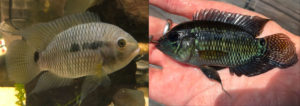 Cichlasoma bimaculatum (left) and C. dimerus (right). Photos by Robert Robins published in Robins, Brown & Crutchfield 2020.