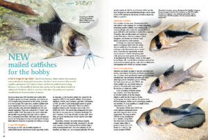 Corydoras lovers rejoice: Ingo Seidel introduces several new mailed catfishes for the aquarium hobby!