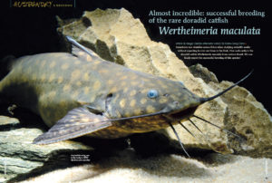 Almost incredible: successful breeding of the rare doradid catfish Wertheimeria maculata, as reported by Hans-Georg Evers and accomplished by the team at Piscicultura Tanganyika in Aquiraz, Brazil.