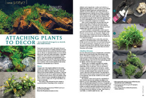 If you've ever struggled affixing and keeping plants attached to hard substrates, Lou Herforth shares several techniques that an aquascaper might leverage.