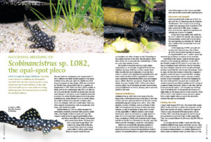 Successful breeding of L082, the Opal Spot Scobiancistrus, by Ansgar Bußkamp, highlights the challenges of breeding a species when previous spawning and rearing reports are rare or non-existent.