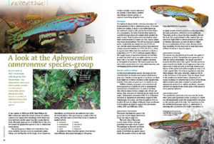 Surpassing the coloration of many attractive coral reef fish, the incredibly photogenic Aphyosemion cameronense killifish species-group is investigated by Joris Aerts and Peter Venstermans.