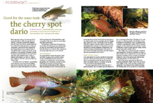 Good for the nano tank? Torsten Kortum beleives the Cherry Spot Dario (Dario kajal) is a great candidate for small tank culture!