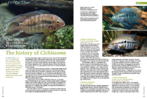 Continued from Part 1, Willem Heijns takes a look at the back stories of each unique species in a history of the genus Cichlasoma.