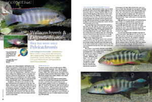Wallaceochromis & Enigmatochromis—they too were once Pelvicachromis. Anton Lamboj offers a closer examination of the less-common dwarf cichlids from West Africa.